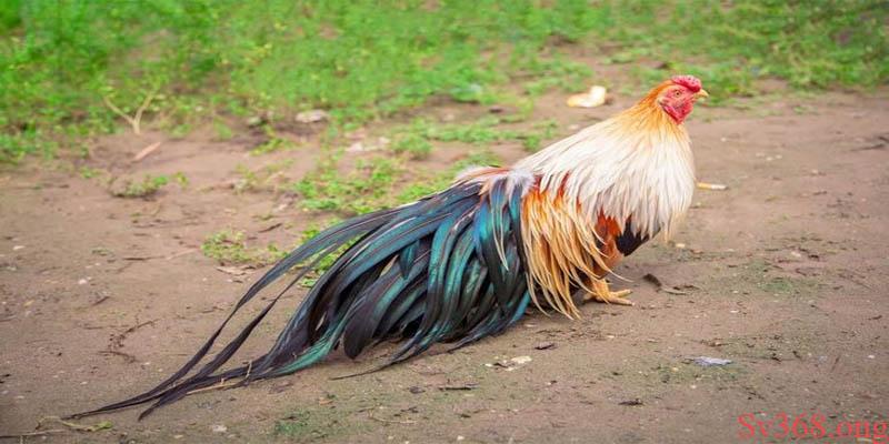 Tổng Hợp Kỹ Thuật Nuôi Gà Tre Tân Châu Đơn Giản Hiểu Quả 8 kỹ thuật nuôi gà tre Tân Châu