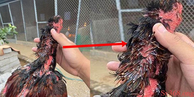 Cách Nhận Biết Gà Thay Lông Và Chế Độ Chăm Sóc Tại Sv368 10 Cách nhận biết gà thay lông