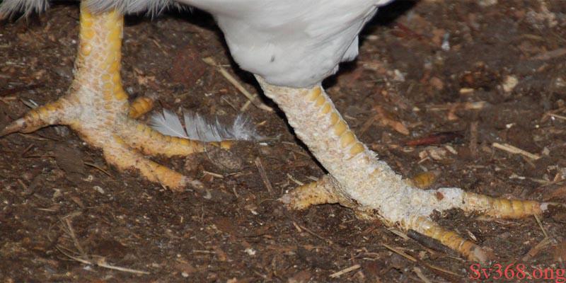 Mẹo Chữa Bệnh Gà Bị Nấm Vảy Chân Hiệu Quả Nhất 3 gà bị nấm vảy chân