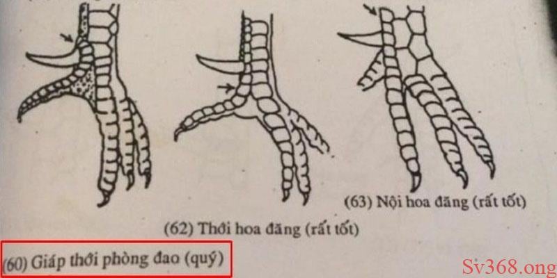 Sv368 Chia Sẻ Bí Mật Về Vảy Gà Nội Hoa Đăng Chi Tiết Nhất 4 Vảy gà nội hoa đăng