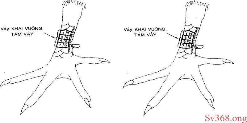 78 Vảy Gà Tốt Nên Chọi - Được Chọn Lọc Tại Nhà Cái Sv368 5 78 vảy gà tốt nên chọi