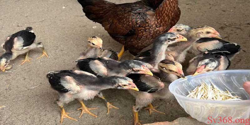 Sv368 - Mẹo Cách Nuôi Gà Chọi Cho Người Mới Chọi Hiệu Quả 8 Tùy mỗi giai đoạn sẽ có cách ăn khác nhau