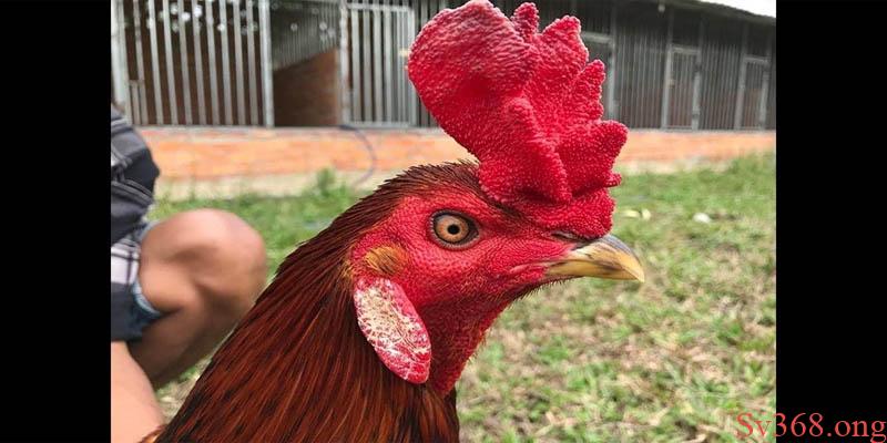 Tại Sao Gà Đá Bị Tái Mặt? Nguyên Nhân Và Cách Phòng Tránh 9 Gà đá bị tái mặt là dấu hiệu của bệnh gì?