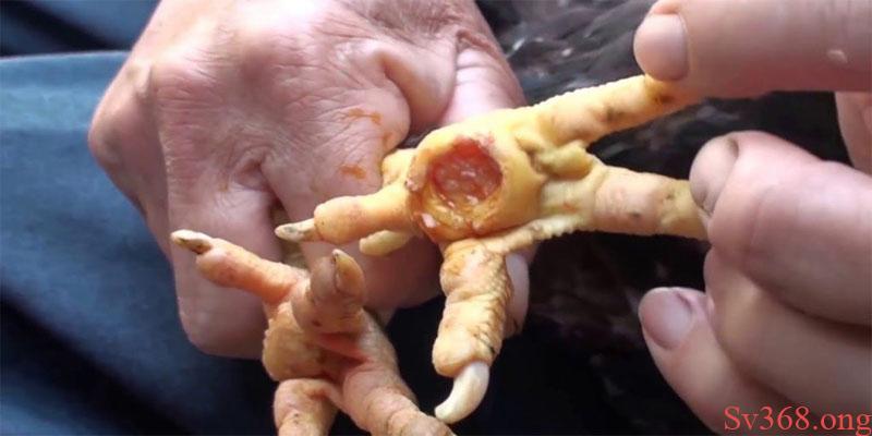 Cách Trị Gà Bị Lậu Đế Hiệu Quả, An Toàn Cho Sức Khỏe 2025 10 Có nhiều nguyên nhân dẫn đến gà bị lậu đế cần lưu ý