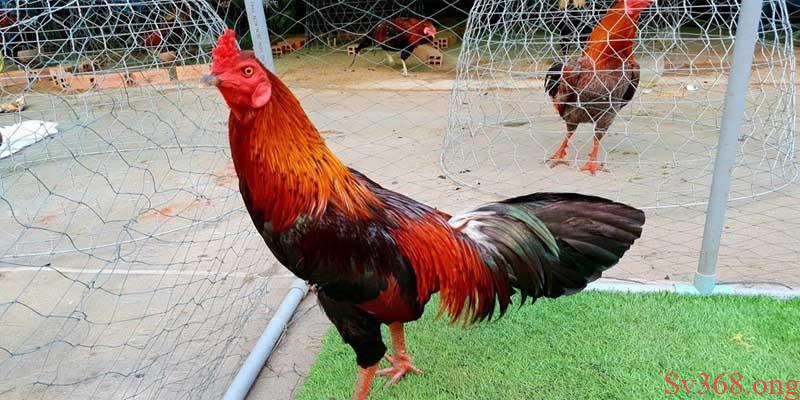 Biện Pháp Phòng Tránh Và Cách Nuôi Gà Mùa Nóng Tại Sv368 1 Thời tiết ảnh hưởng đến gà như thế nào?