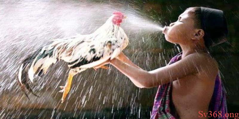 Cẩm Nang Nuôi Gà - Cách Nuôi Gà Chiến Trăm Trận Trăm Thắng 4 Tập vần hơi, vần đòn cho gà