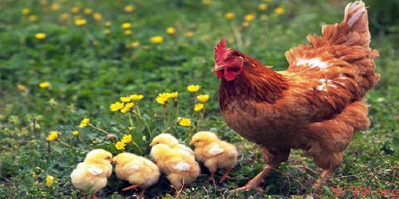 Gà Nhắm Mắt Chảy Nước Mắt – Sv368 Mách Bạn Cách Điều Trị 5 Cách chữa gà nhắm mắt chảy nước mắt dứt điểm