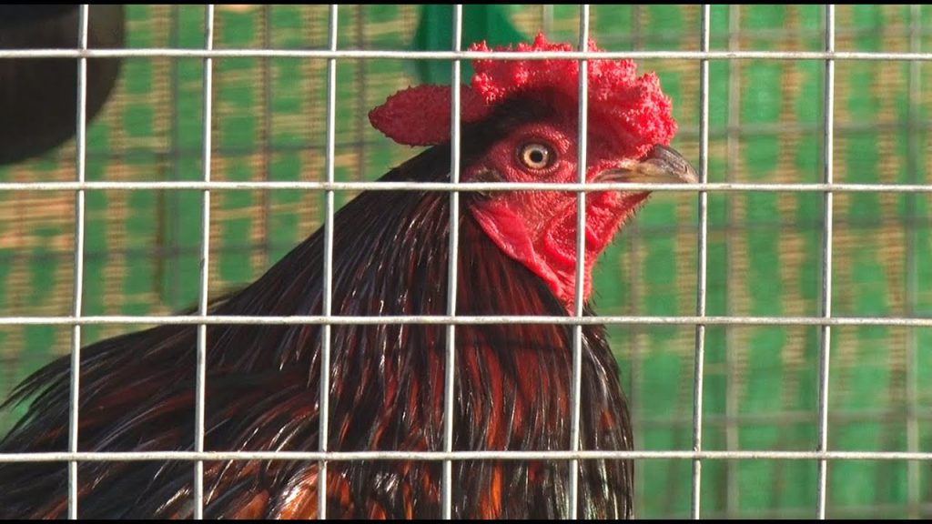 Hướng Dẫn Cách Chăn Nuôi Những Con Gà Cọp Để Chiến Đấu 7 Hướng dẫn chăn nuôi gà cọp để chiến đấu