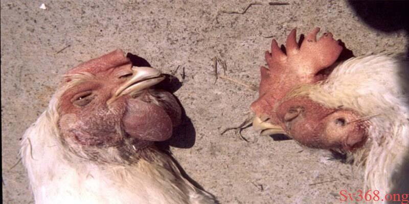 Thuốc Điều Trị Bệnh ORT Trên Gà - Mẹo Điều Trị Cực Hiểu Quả 8 Biện pháp phòng tránh để không phải dùng thuốc điều trị bệnh ORT trên gà