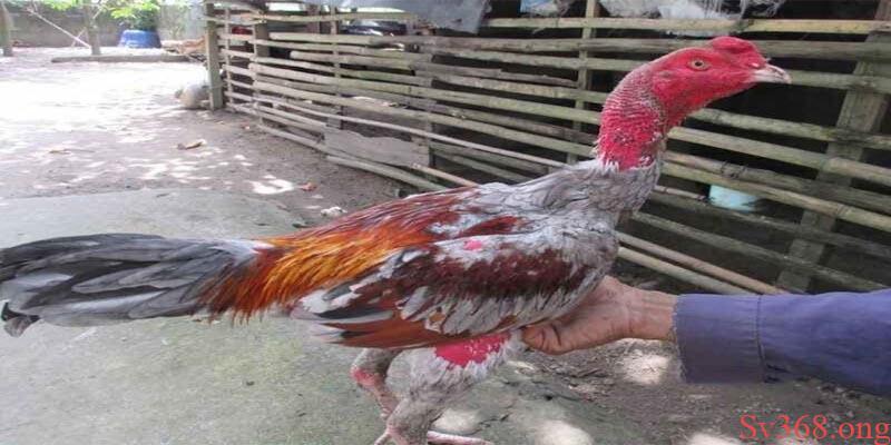 Chia Sẻ Phương Pháp Cách Trị Gà Đá Bị Hóc Cực Hay 10 Cách trị gà đá bị hóc bằng phương pháp tập luyện