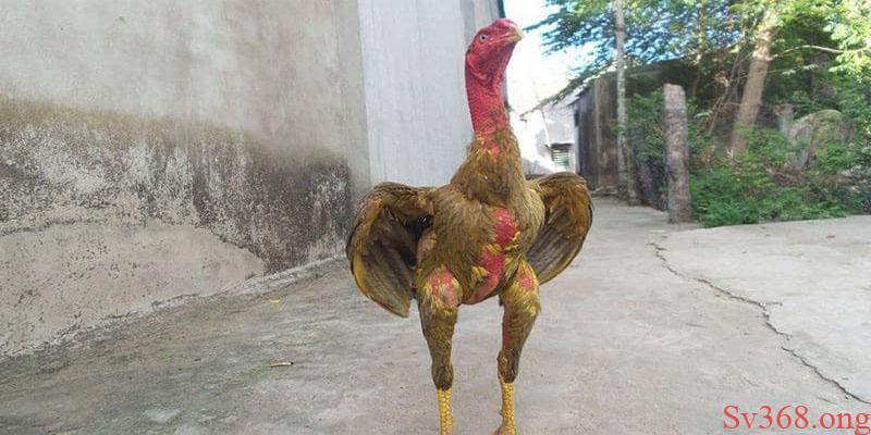 Cách Nuôi Gà Đá Không Bị Hốc Được Cập Nhật Mới Nhất 2 Nguyên nhân do đâu mà gà bị hốc khi giao chiến?