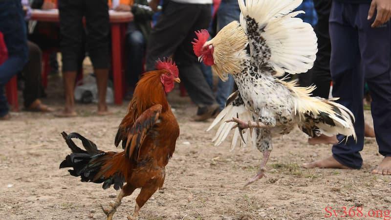 Chia Sẻ Luật Đá Gà Miền Bắc Chi Tiết Mà Dễ Hiểu Cho Chơi 8 Luật đá gà miền Bắc là gì?