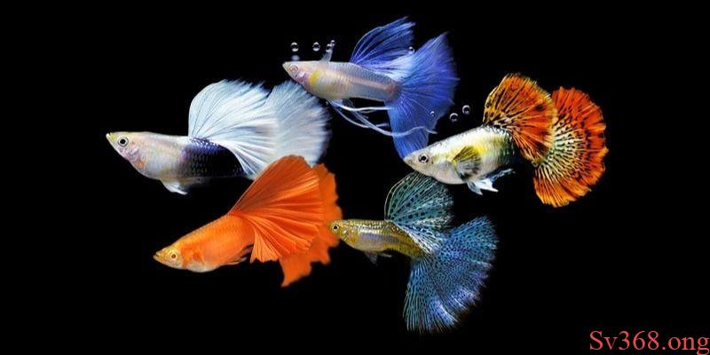 Mơ Thấy Bầy Cá - Khám Phá Chi Tiết Ý Nghĩa Giấc Mơ Từ Sv368 2 mơ thấy bầy cá