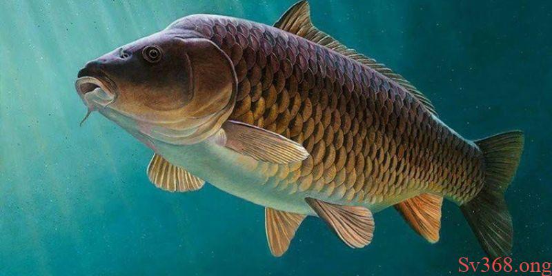 Mơ Thấy Cá Chép Đánh Số Gì Trong Lô? Cập Nhật Với SV368 6 Sơ lược về ý nghĩa của loài cá chép