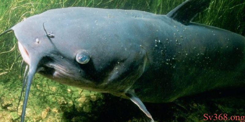 Mơ Thấy Cá Trê - Sv368 Giải Mã Ý Nghĩa Và Con Số May Mắn 7 Mơ thấy cá trê