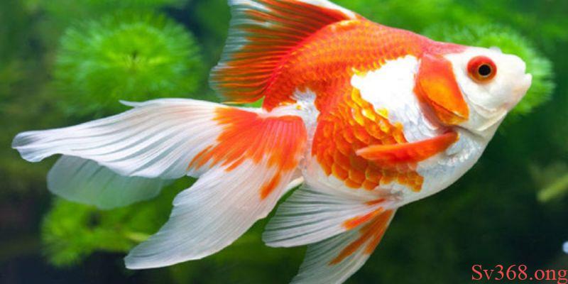 Mơ Thấy Cá Vàng - Cùng SV368 Giải Đáp Các Giấc Chiêm Bao 7 Ý nghĩa của con cá vàng trong đời sống