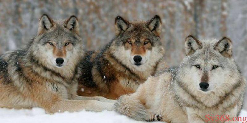 Mơ thấy chó sói - Giải mã ý nghĩa và điềm báo tại Sv368 5 Mơ thấy chó sói