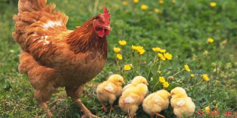 Mơ Thấy Con Gà - Luận Giải Nhanh Về Điềm Báo Giấc Mơ SV368 5 Những con gà thường mang hàm ý gì trong văn hóa Việt Nam?