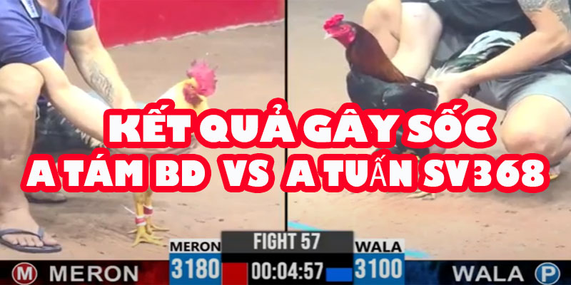 Chuyện Gì Đã Xảy Ra? Vì Sao Gà A Tám Bình Dương Lại "Tự Chết Như Bấm Chip"? 6 Chuyện Gì Đã Xảy Ra? Vì Sao Gà A Tám Bình Dương Lại "Tự Chết Như Bấm Chip"?