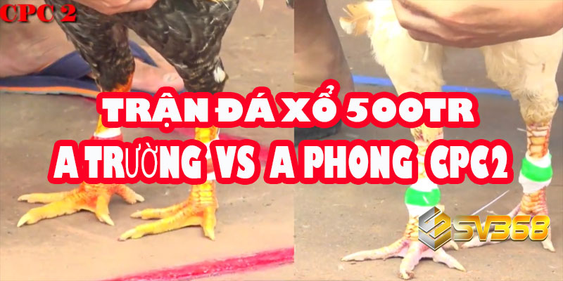 Trận Đá Gà xổ 500 Triệu: Anh Trường vs Anh Phong Tiền Giang (Bồ C2) 1 Trận Đá Gà xổ 500 Triệu: Anh Trường vs Anh Phong Tiền Giang (Bồ C2)