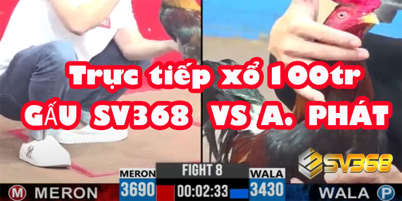 Trực tiếp Đá Gà 100 Triệu: A Gấu SV368 vs A Phát 4 Trực tiếp Đá Gà 100 Triệu: A Gấu SV368 vs A Phát