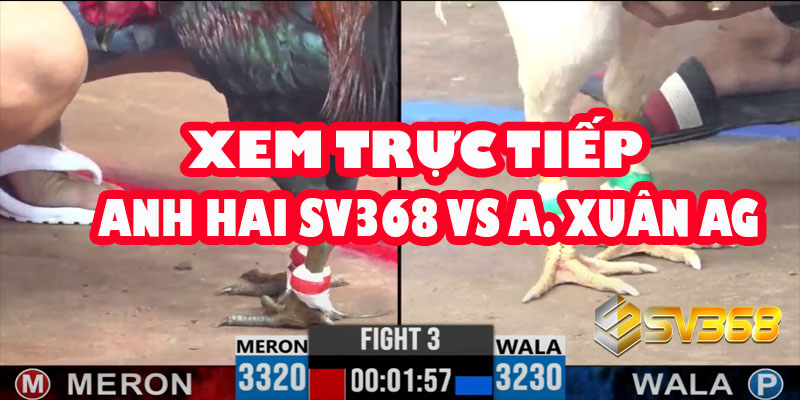 Xem trực tiếp: Anh Hai Sv368 gặp Anh Xuân An Giang ngày 7/7/2025 7 Xem trực tiếp: Anh Hai Sv368 gặp Anh Xuân An Giang ngày 7/7/2025
