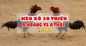 Trực tiếp Đá Gà 30 Triệu: A Hoàng vs A Thái - Kèo Cược Hấp Dẫn Nhất Hôm Nay 12 Trực tiếp Đá Gà 30 Triệu: A Hoàng vs A Thái - Kèo Cược Hấp Dẫn Nhất Hôm Nay