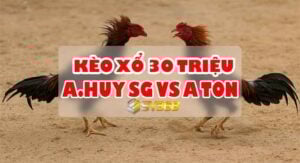 Trực tiếp Đá Gà 30 Triệu: A Huy SG vs A Tồn - Cuộc Đụng Độ Không Thể Bỏ Qua! 13 Trực tiếp Đá Gà 30 Triệu: A Huy SG vs A Tồn