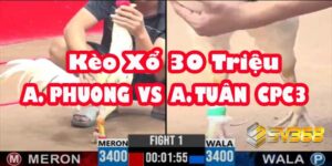 Trực tiếp Đá Gà 30 Triệu: A Phương vs A Tuấn - Khi Hai Thế Hệ Chạm Trán 16 Trực tiếp Đá Gà 30 Triệu: A Phương vs A Tuấn - Khi Hai Thế Hệ Chạm Trán